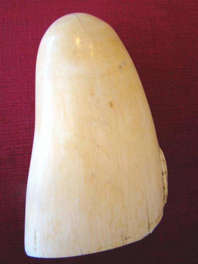 A fine polycrome Scrimshaw whale's tooth depicting a three-masted warship circa 1850 — image 2
